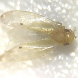 Trifida bilobata